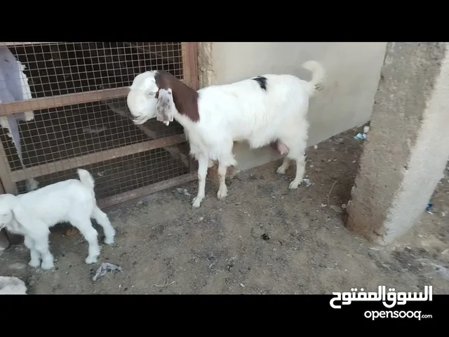 عنز وراها سخله بيضا برصا مميزه