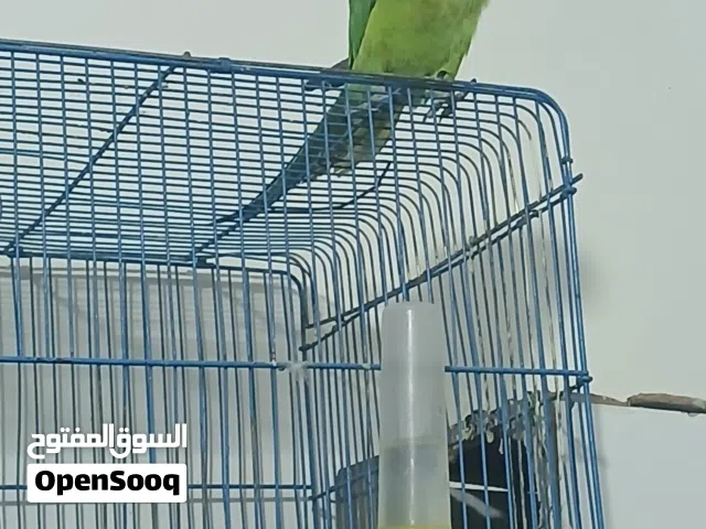 ببغاء الدره عمره سنه وكم شهر تقريبا