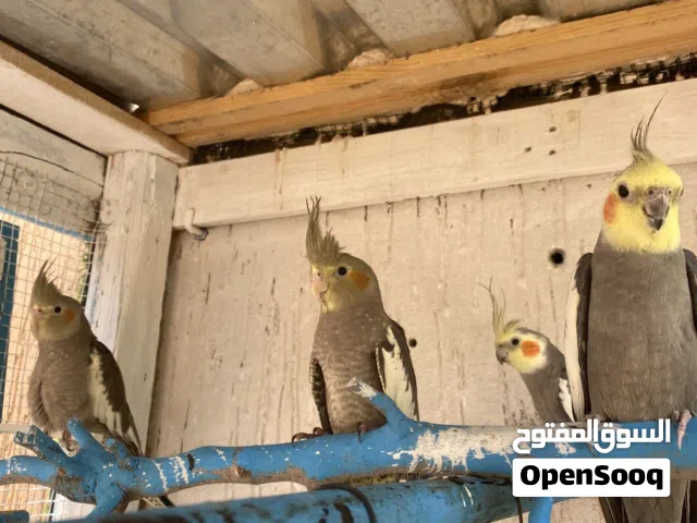 السلام عليكم متوفر تلاته كوبيات كوكتيل ربي يبارك صحه ونشاطه