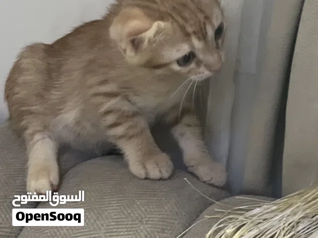 قطة للتبني