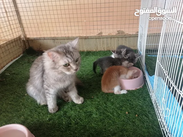قطة شيرازية أنثى للبيع مع اولادها