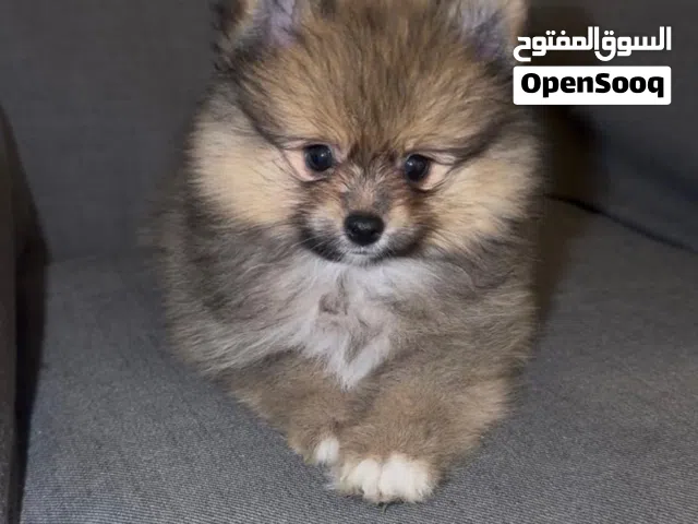 بومرينيان بيور Pomeranian pure