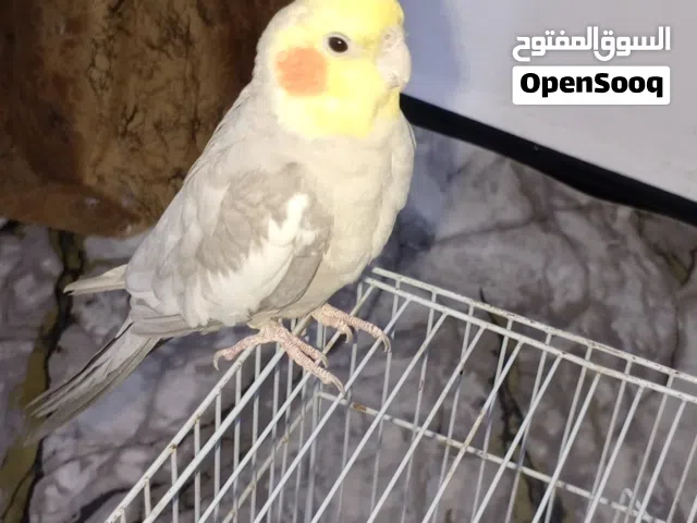 كوكتيل فحل وابنه