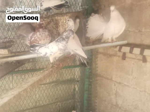 حمام رقاص قلاب للبيع 6 ازواج