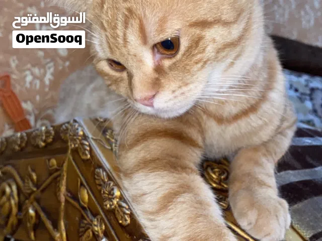 قط للبيع مستعجل  20