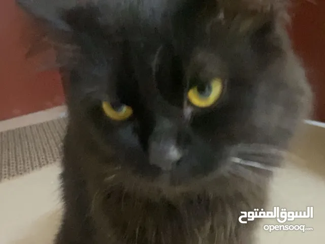 قط عمره 11 شهر