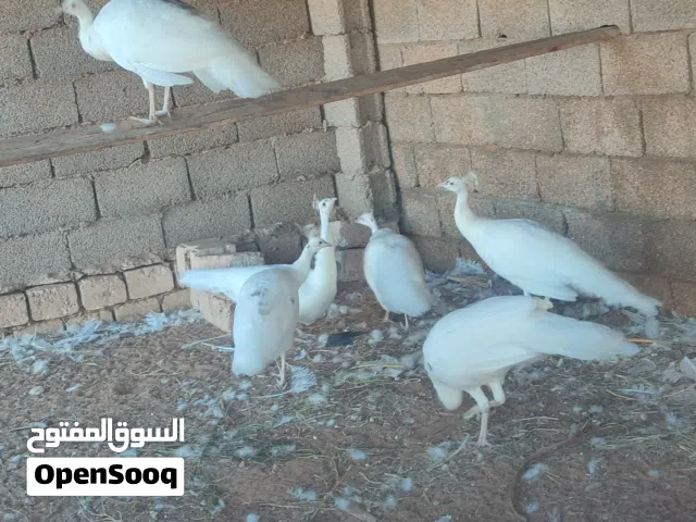 طاوس ابيض 3ذكوره و3اناثي العمر سنه ونص