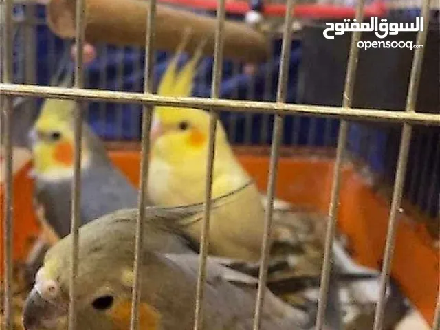 طيور الكوكتيل