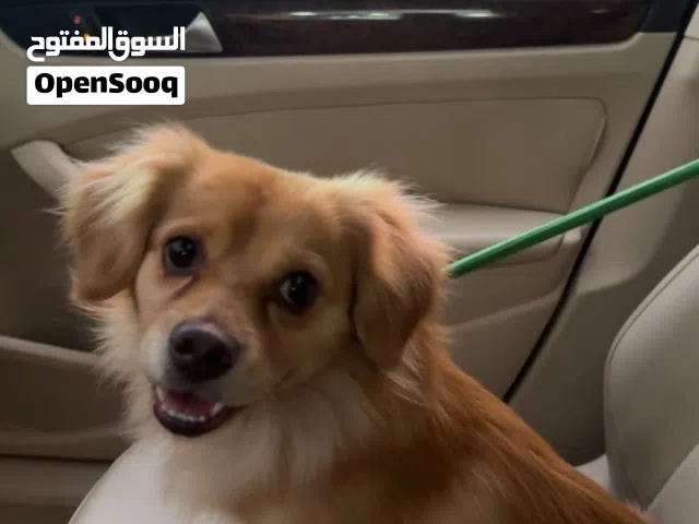 كلب عمره سنتين مطعم كل التطعيمات باقي له تطعيم واحد بس