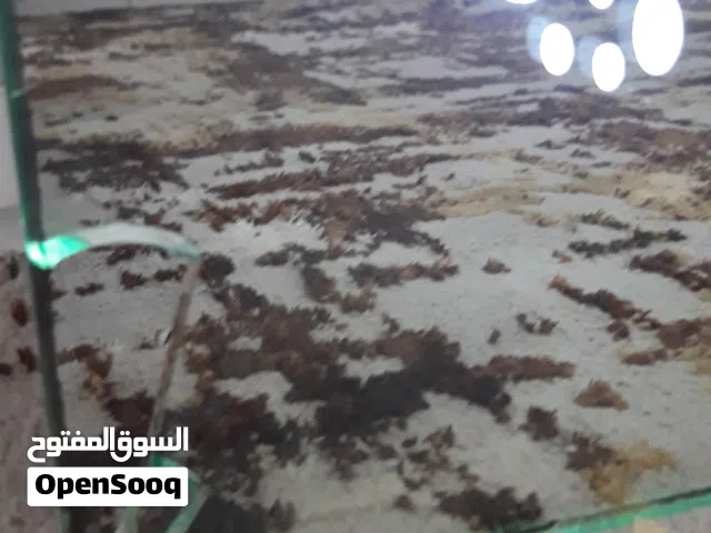 مرايا لذ كهربائية شبه جديدة فيها كسر بسيط ف الحاشية