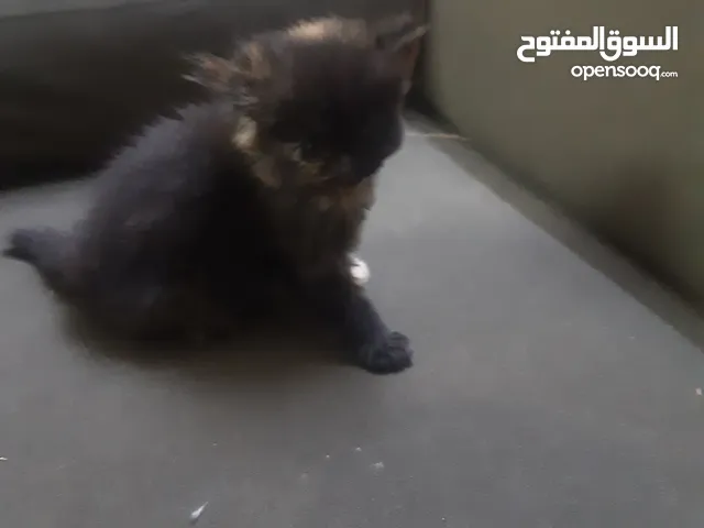 قطه صغيرة أثنىي اقراء الإعلان جيدا قبل ان ترسل لي شيء التواصل وتساب