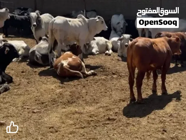 لحام أضاحي العيد د