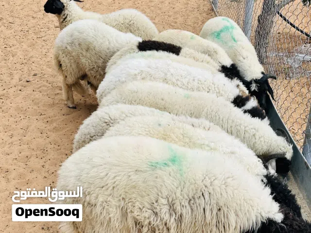 سعي ربي يبارك العمر من 6شهور ونص إلى 7شهور