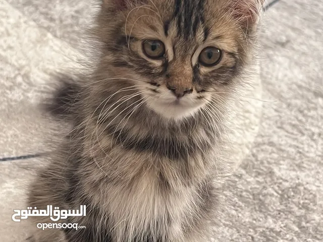 قط بنغال شيرازي