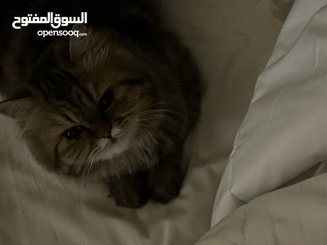 قطة شيرازية بكي فيس
