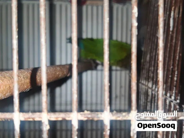 جوز جرين شيك