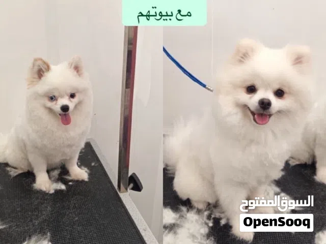 كلب بومارينين العمر 9شهور