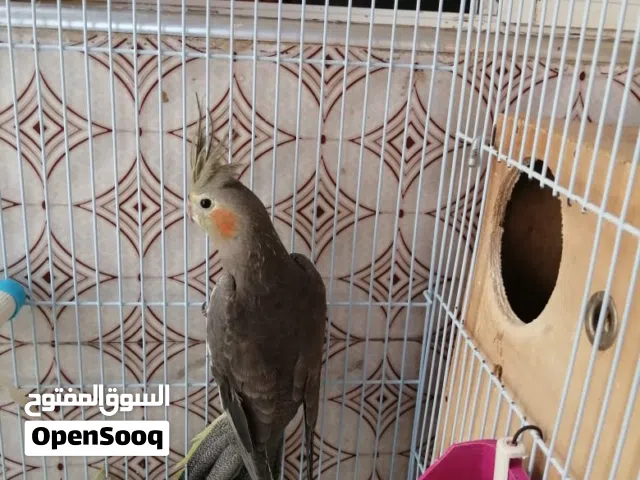 طيور بصحة جيدة يغردون كل صباح