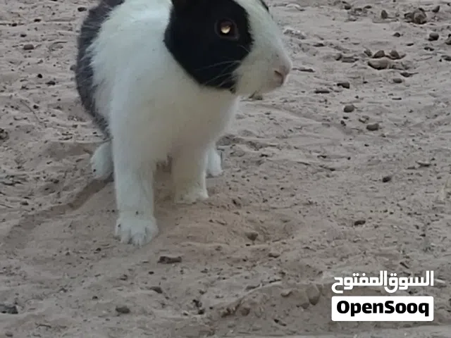 السلام عليكم ورحمه الله