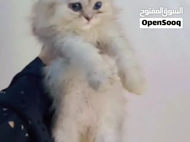 قطط لي بيع الموقع تعز يوجود خدمات توصل