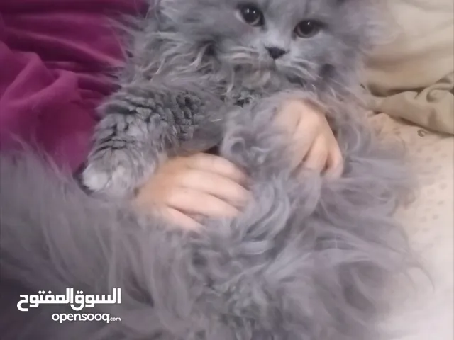 للبيع قطة صغيرة شانشيلا سلالة صافية كتن صغيرة (انثى) بتجنن انتاج اول بطن ولادة