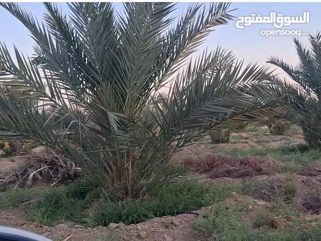 39دونم مزروعه بلح مجدول موق مميز جدا