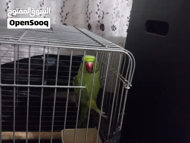 جوز الطيره متكلمه  الذكر طالع من غيار