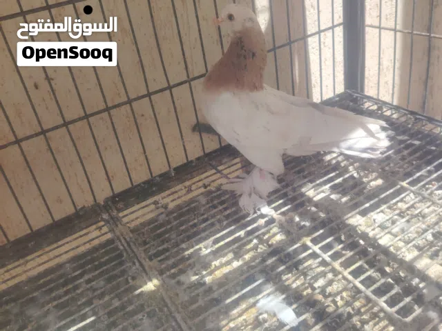 كوبيات وفرادي