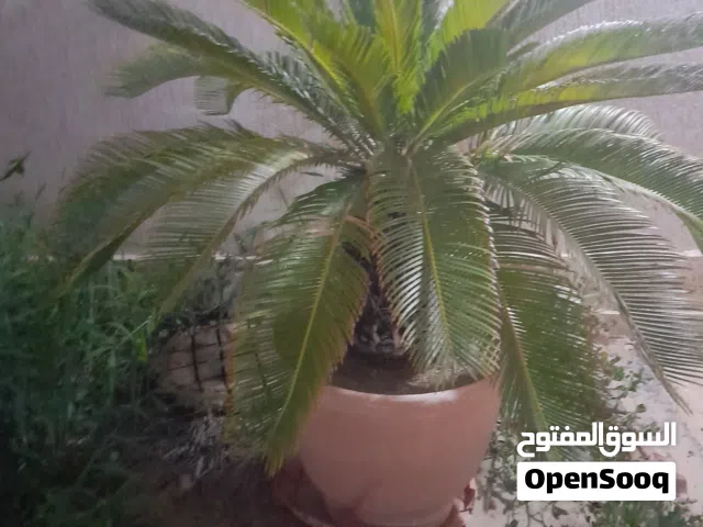 نخلاات ملكية  للبيع  تواصل علا رقم