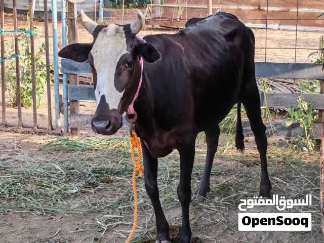 للبيع بقره والده مره وحده فقط