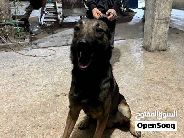 كلب مالينو العمر 10 اشهر ابو ام مالينو حلو التفاصيل خاص