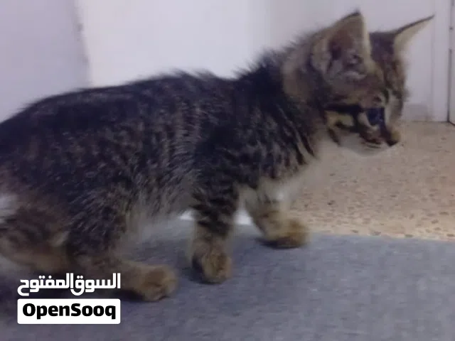قطط صغيرة (للتبني) مجانًا!!!
