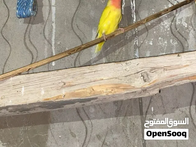 انتايا بركديلو ربي يبارك مشالله مصوقره قبل