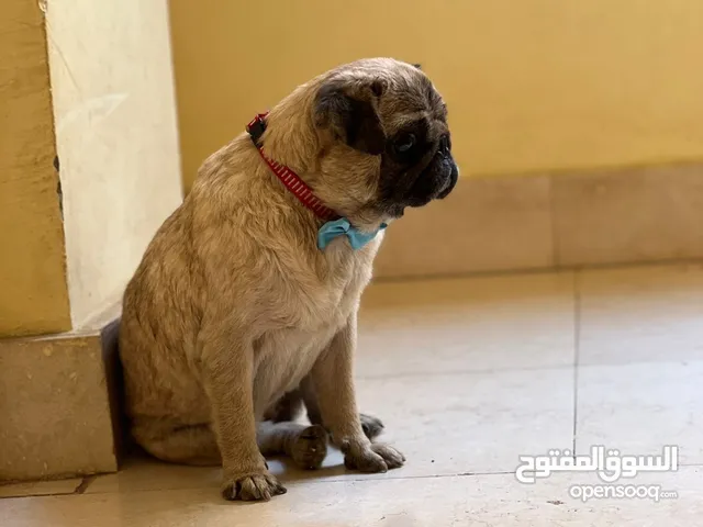 بنت بج اللبيع