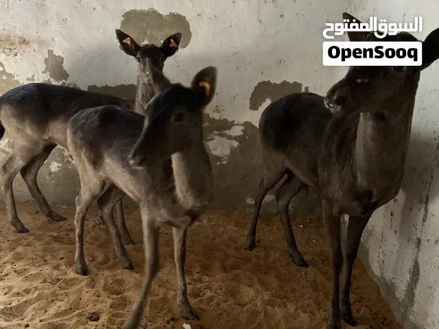 غزال الايل الاروبي الاسود