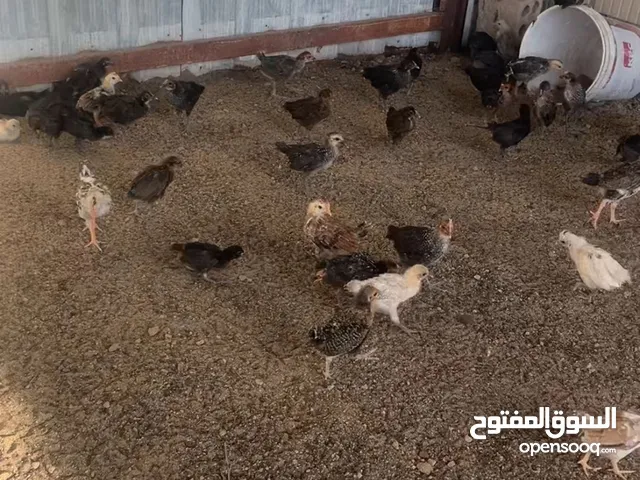 فروخ دجاج عربي شرط الصحه