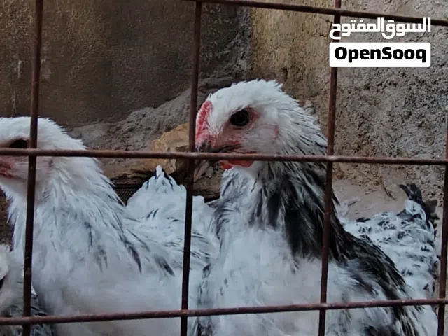 براهمة 4 حبات
