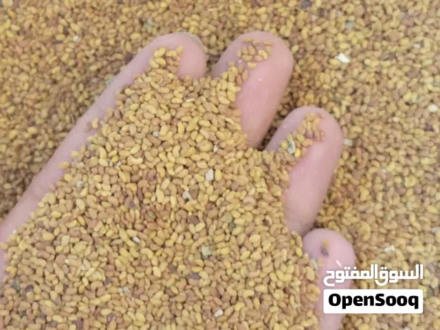 قت ساحلي يمني (حضرموت) برسيم اليمن  ( متوفر القت اليمني من حضرموت ) + متوفر بصل أحمر يمني بافطيم 1