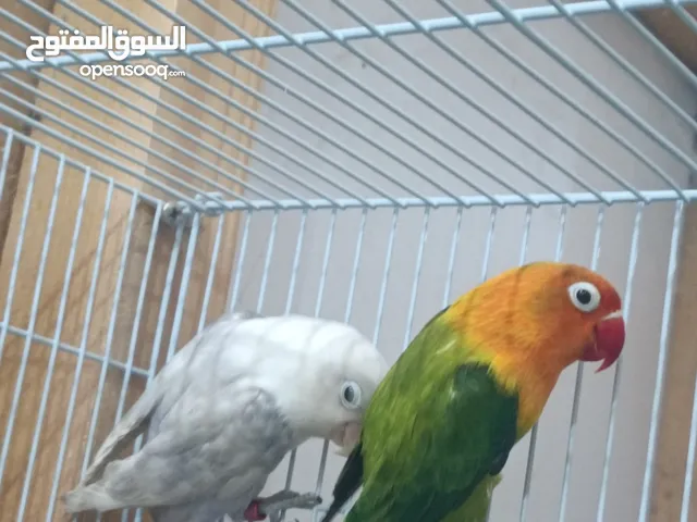 كوبيا فيشر مضمونه للبيع شوف الوصف