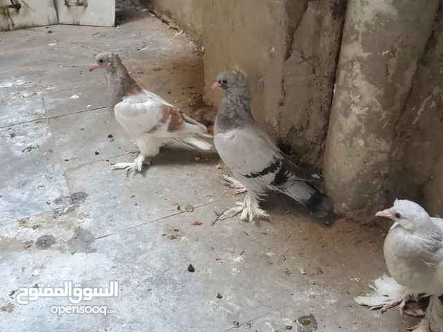 مطلوب حمام للبيع