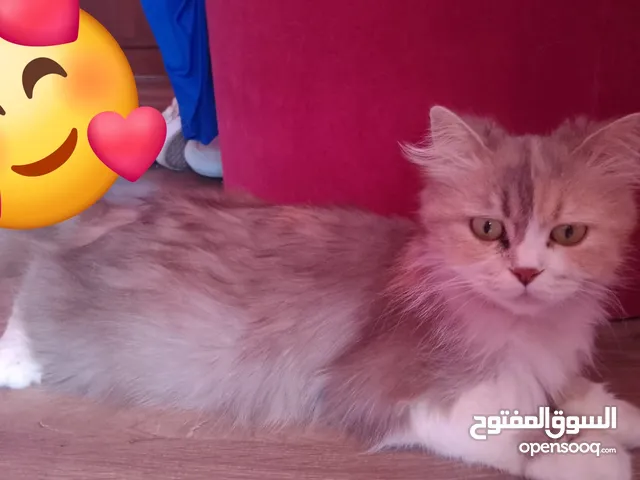 شيرازي مع الكيتنز للتبني صار عمر الكيتنز شهرين