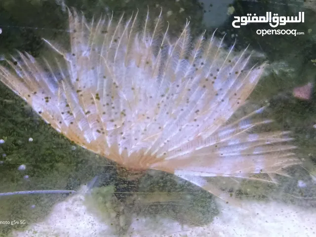 حوض سمك بحري عمره سنه و نصف للبيع