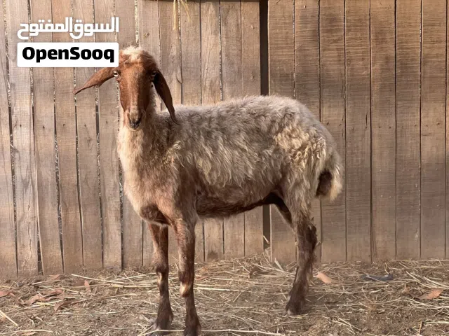 جاعدة نعيمة بيور عشار