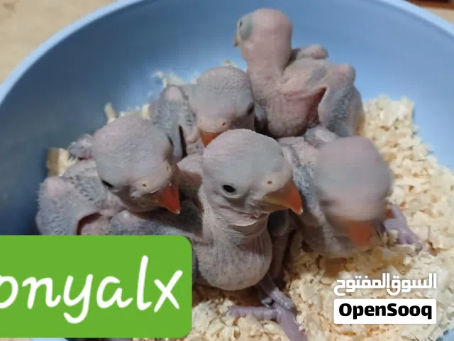 دره هندى تأكيل يدوى