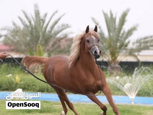للبيع فرس شو مميزة