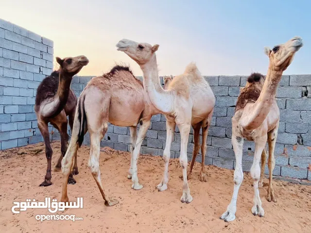 قعدان الله يبارك للبيع