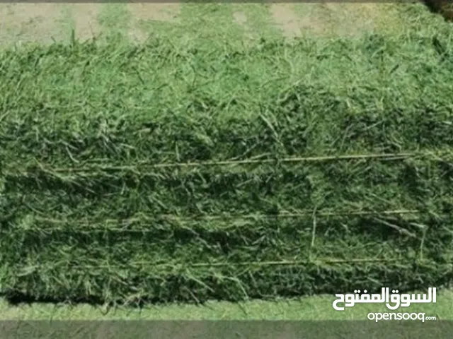 برسيم حجازي امريكي للبيع