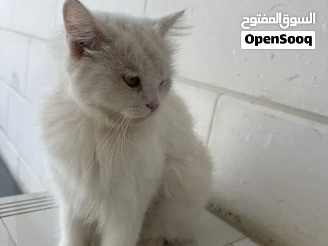 قطع شيرازيه ( انقره) بيضاء جميله وتسمع للكلام