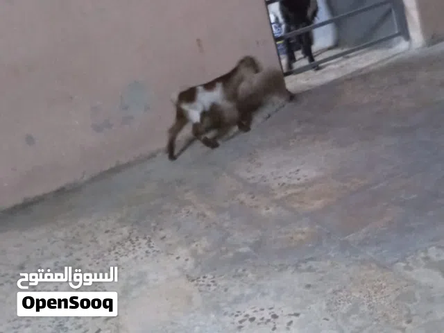 عنز معها جدي للبيع