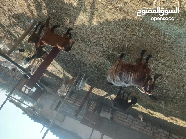 عنز ارباعي تحت منها زوج جديان ناشطات